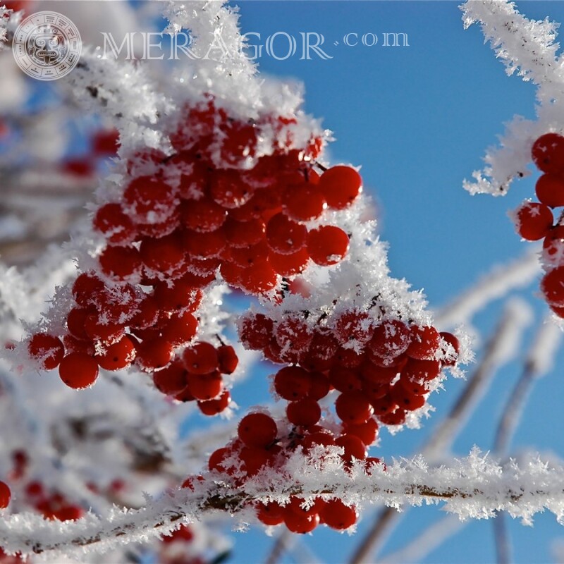 Berries in the snow Food Winter