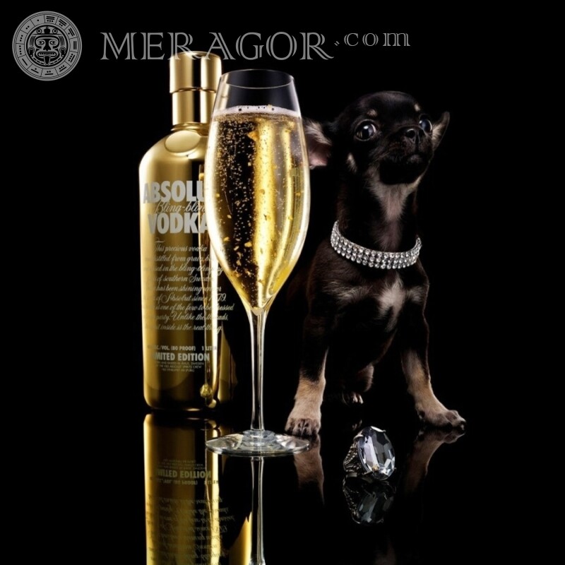 Vodka na garrafa com foto de cachorro Comida Cão