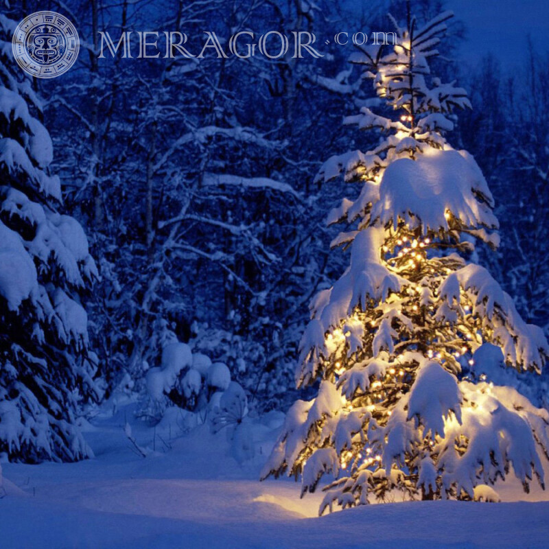 Télécharger avatar photo arbre de Noël Fêtes de Nouvel an