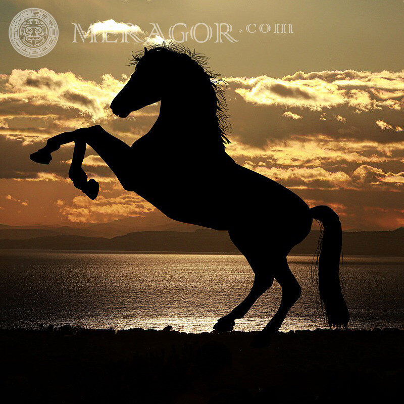 Темна конячка на профіль Коня
