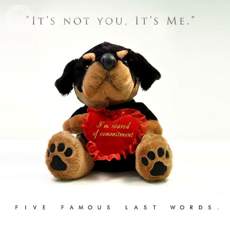 Schöne Cover über die Liebe, den Satz, den ich leider nicht zugeben muss Hunde Liebe Phrasen