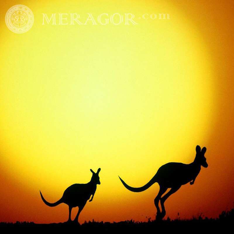 Kangaroo Australia silhouette picture Other animals