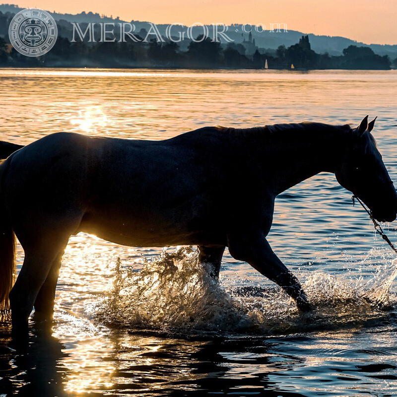 Pferde in dem Teich am Sonnenuntergangfoto Pferde