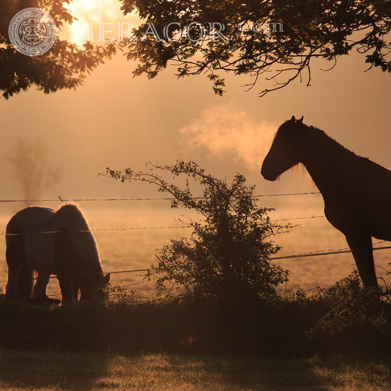 Cavalos em um pasto em um perfil Cavalo