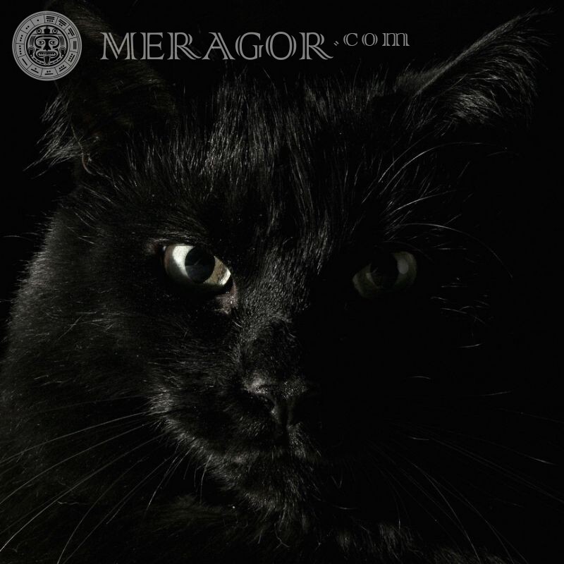Schwarze Katze auf Avatar herunterladen Katzen Schwarz