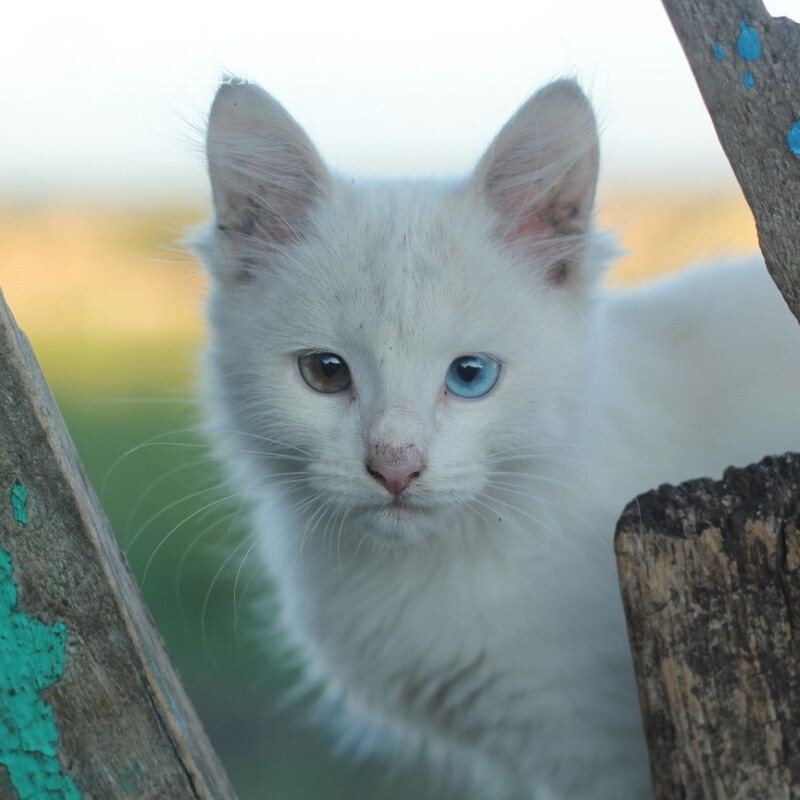 Білий кіт на аву Коти