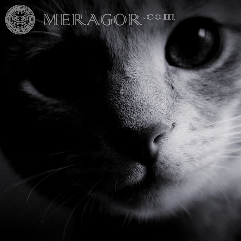Fotos de gatos en avatar Cotos