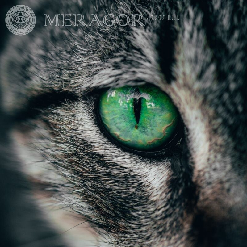 Foto do olho de gato para avatar Gatos