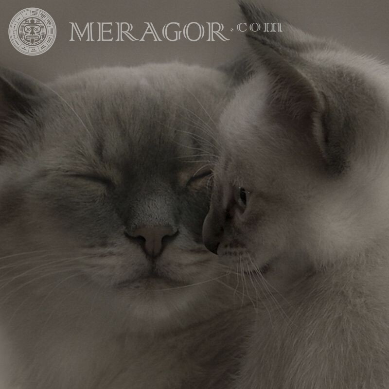 Кошка и котенок фото для аватара Коты