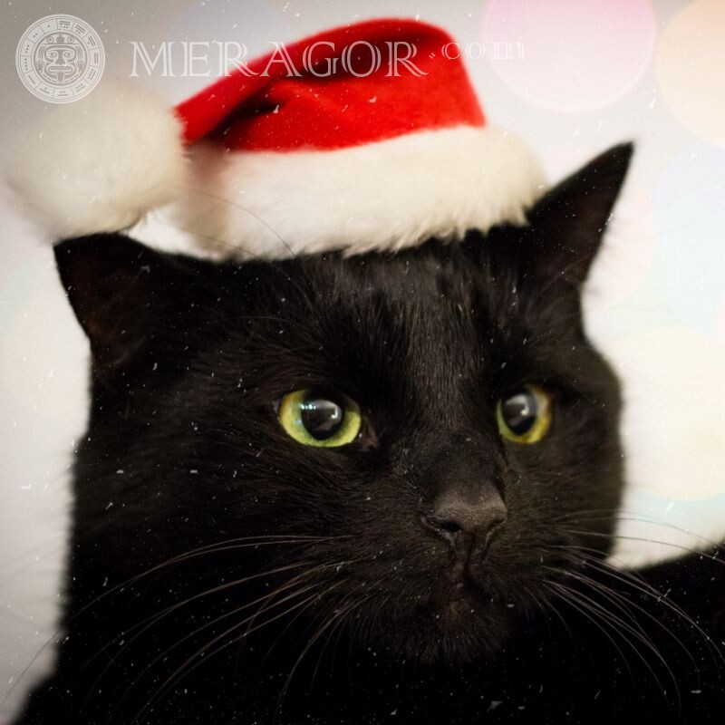 Чорний Кіт у новорічній шапці картинка на аву Коти На новий рік Свято