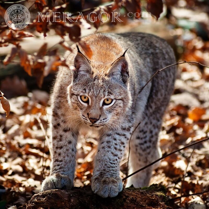 Lynx, wild cats for icon Cats