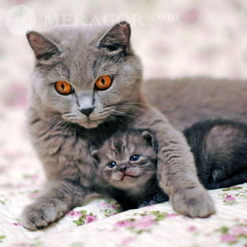 Кішка з кошеням фото на аватар Коти
