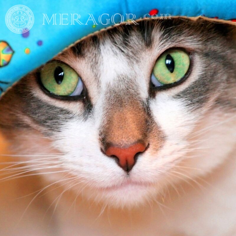 Download cat photo for icon Cats