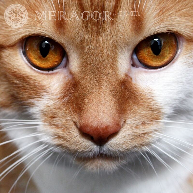 Рыжий кот на аву Коты
