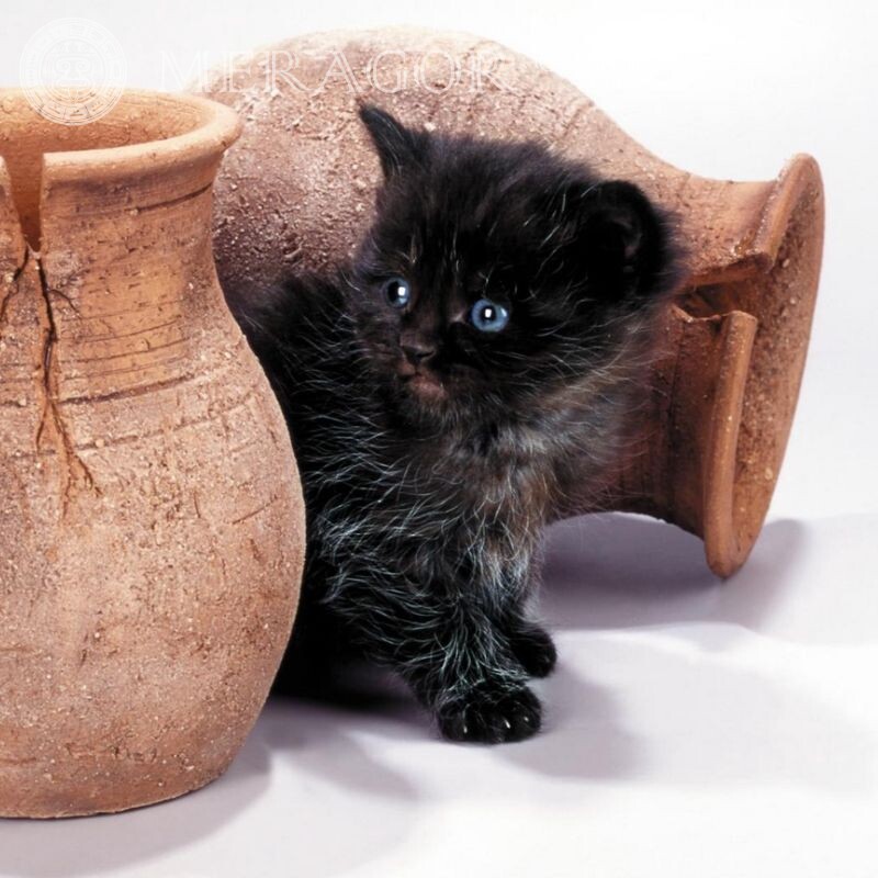 Schwarzes Kätzchenbild für Avatar Katzen