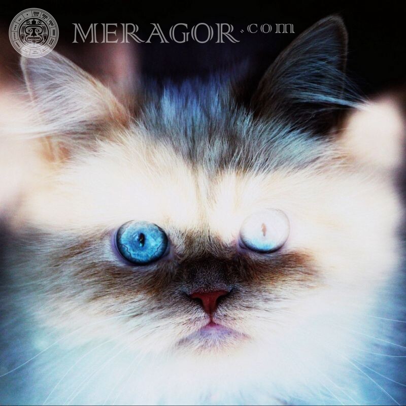 Capa do avatar do gatinho Gatos