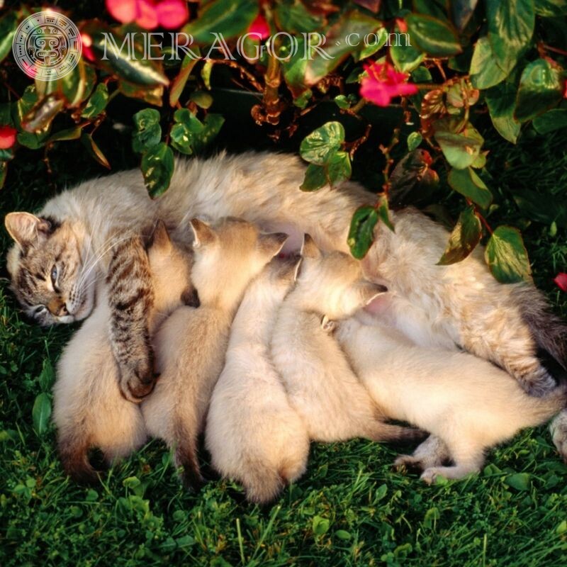 Foto de gato e gatinhos para avatar Gatos