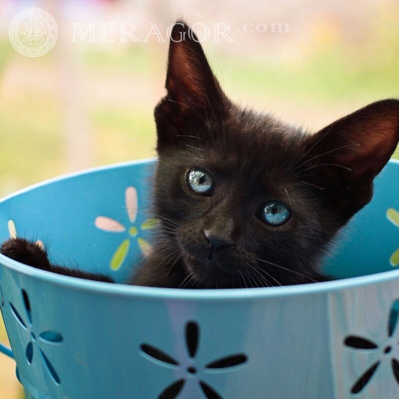 Черный кот прикольная ава Коты
