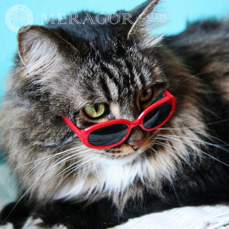 Cat with glasses for icon Cats