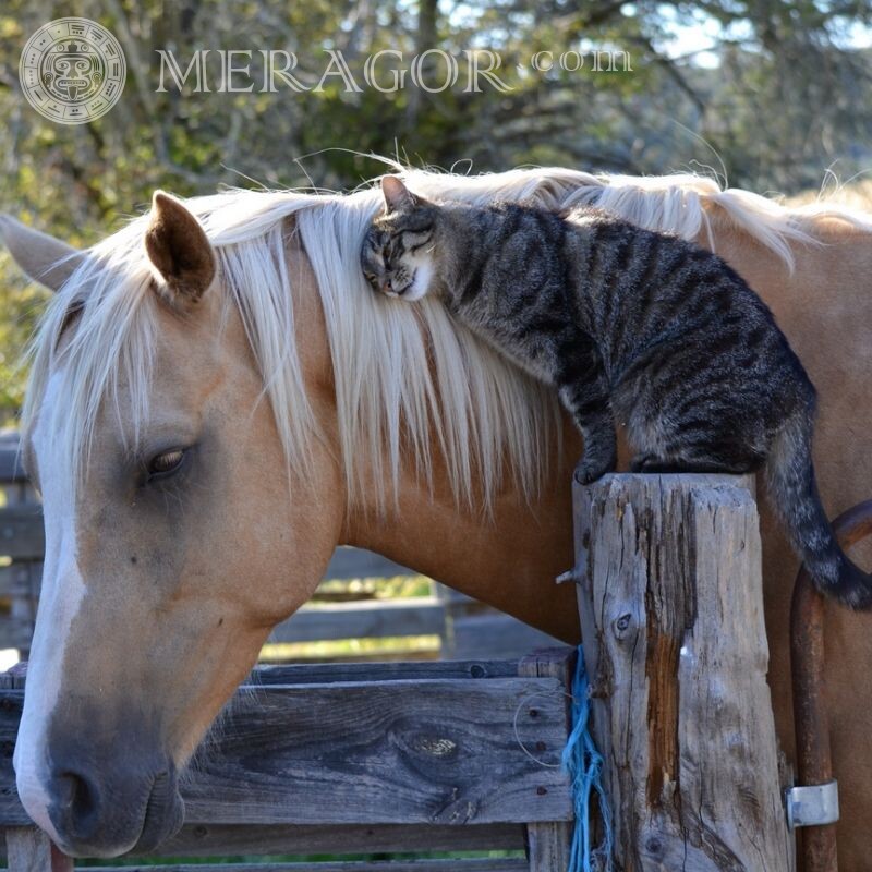 Cat and horse photo for icon Horses Cats