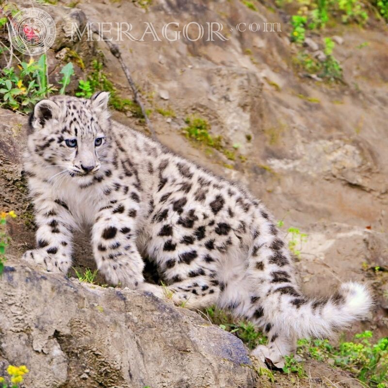 Leopardo da neve no avatar Gatos