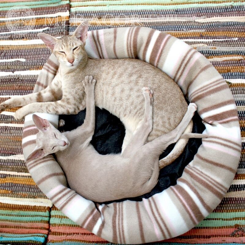 Photos de chats sympas pour avatar Chats Animaux drôles