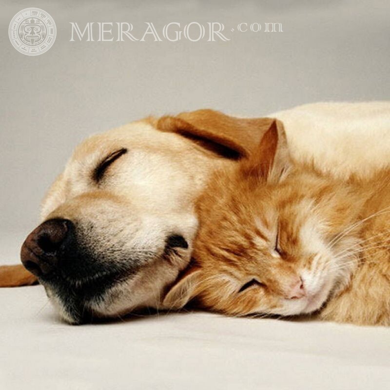 Foto de gato e cachorro juntos para avatar Cão Gatos