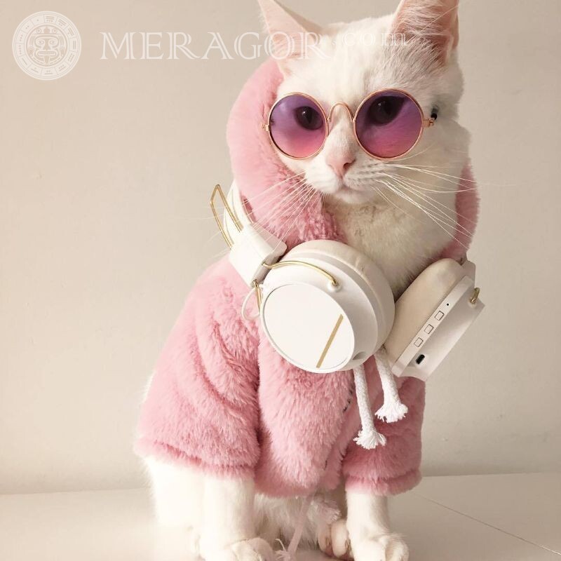 Gato glamoroso com óculos no avatar Gatos Em fones de ouvido Animais engraçados