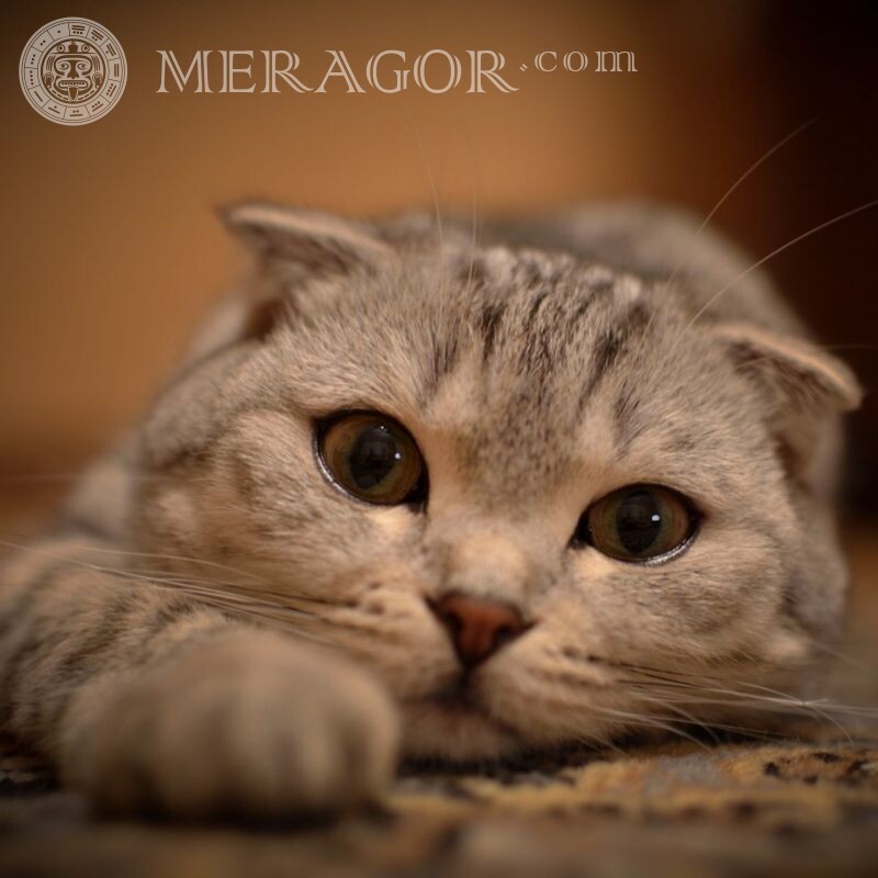 Foto de gato Scottish Fold para avatar Gatos