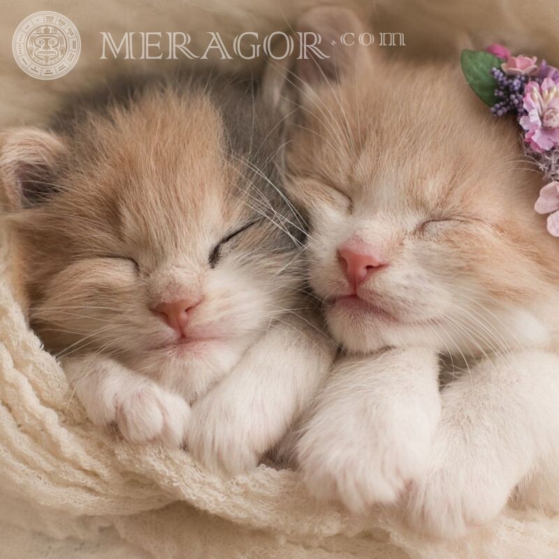 Photo kittens download for icon Cats