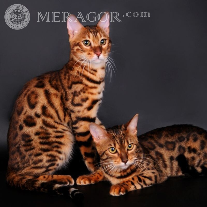 Exotic cats download photo for avatar Cats