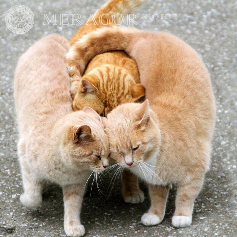 Прикольные фото с котами на аватар Коты