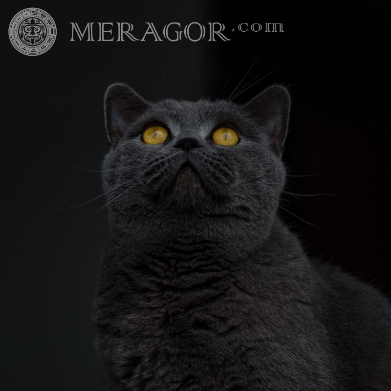 Schönes Bild einer Katze auf einem Avatar Katzen Schwarz