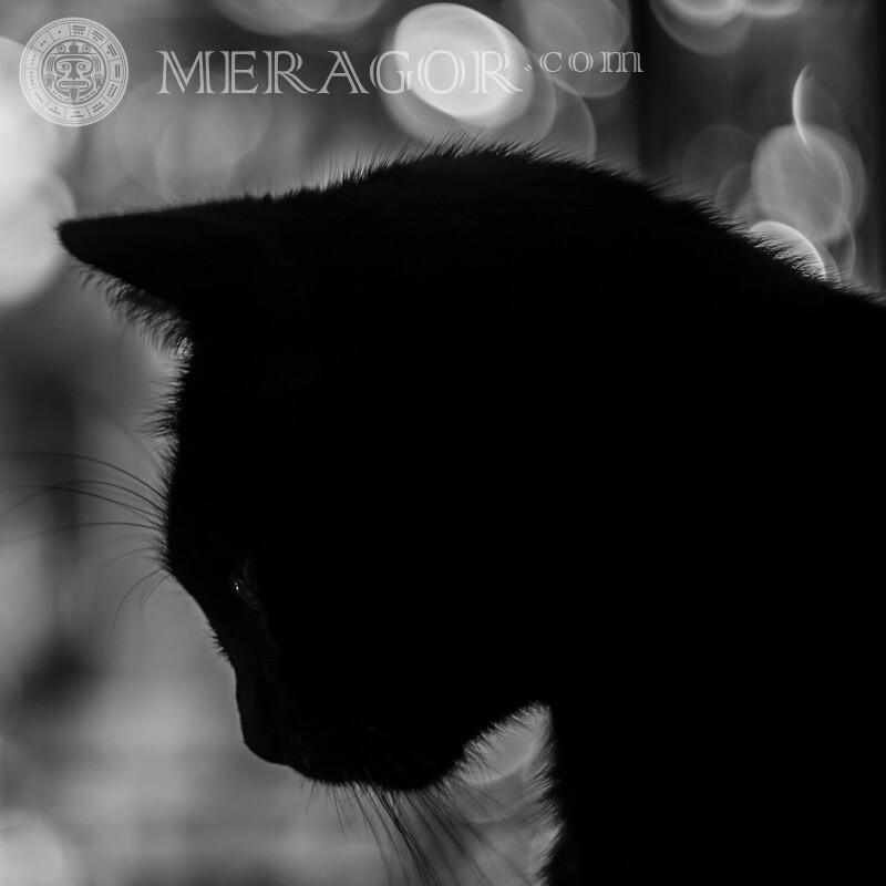 Черный кот картинка  Коты
