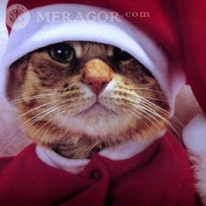Новорічна ава кота в шапці На новий рік Коти Свято