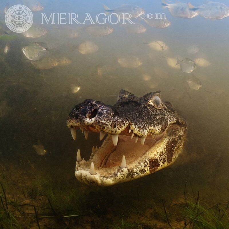 Фото на аву крокодил под водой Крокодилы