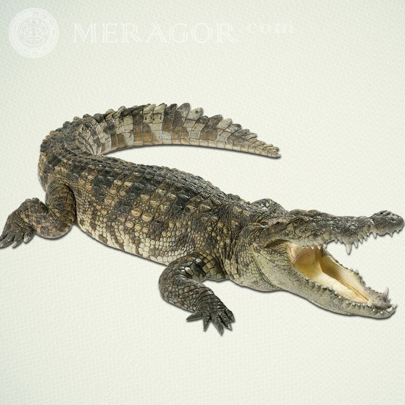 Krokodil auf Avatar Krokodile