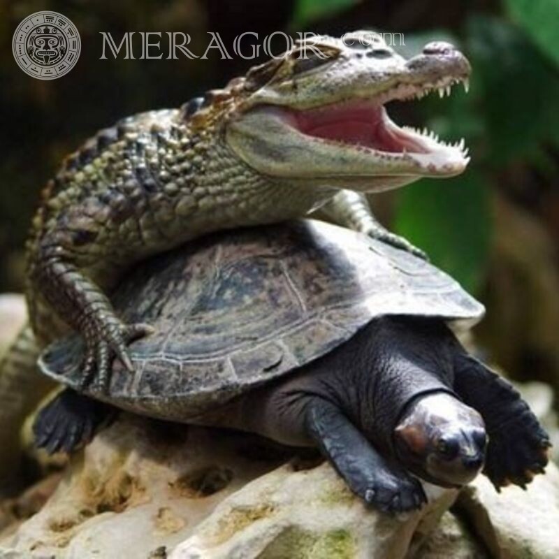 Diversão no avatar crocodilo e tartaruga Crocodilos Stim Animais engraçados