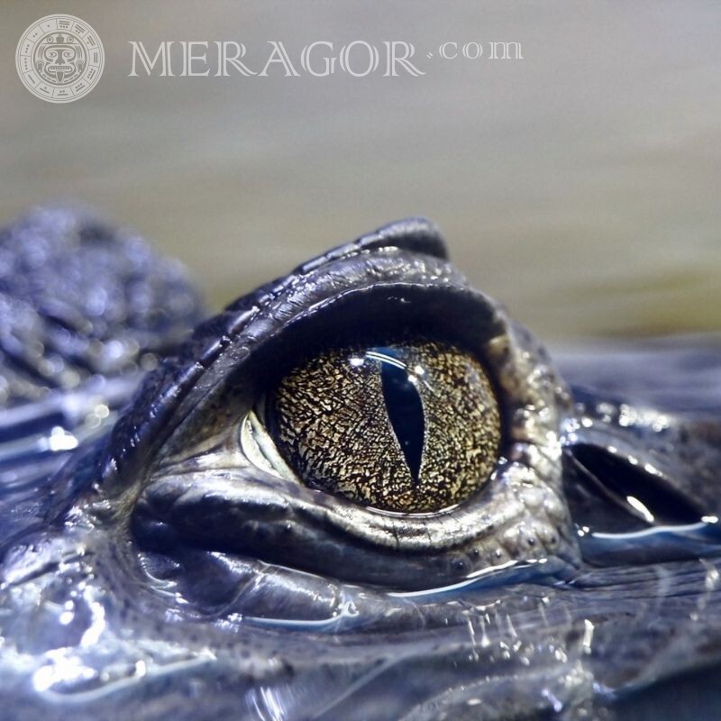 Глаз крокодила на аву Крокодилы