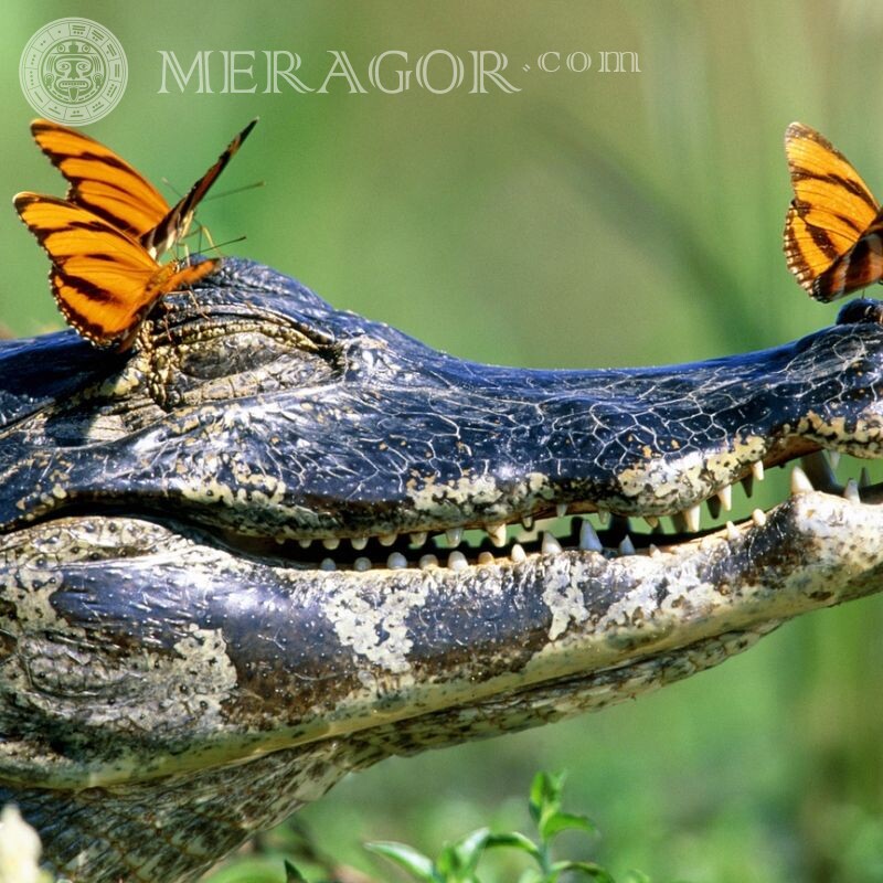 Crocodilo avatar legal e borboletas Crocodilos