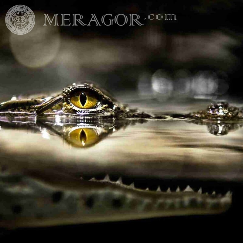 Bild für Krokodil-Avatar Krokodile