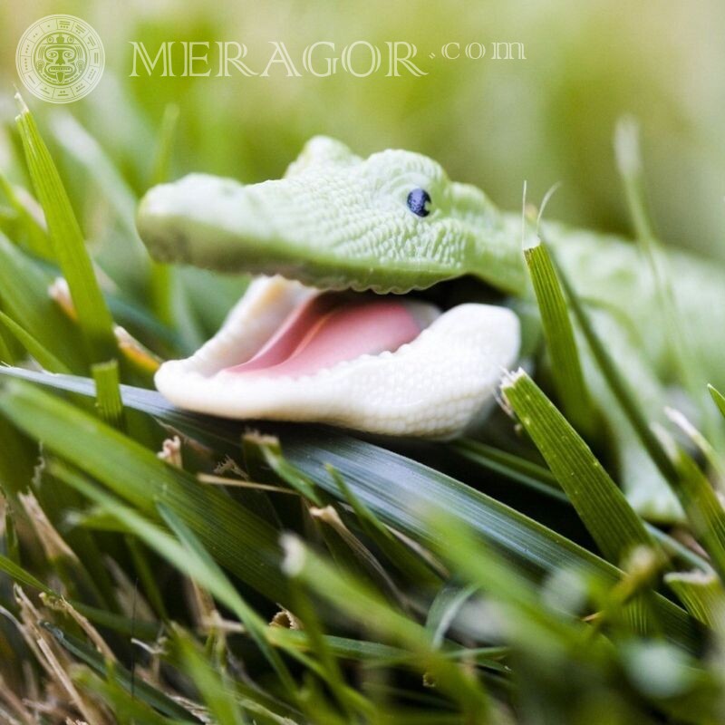 Crocodile dans l'herbe photo pour avatar Crocodiles