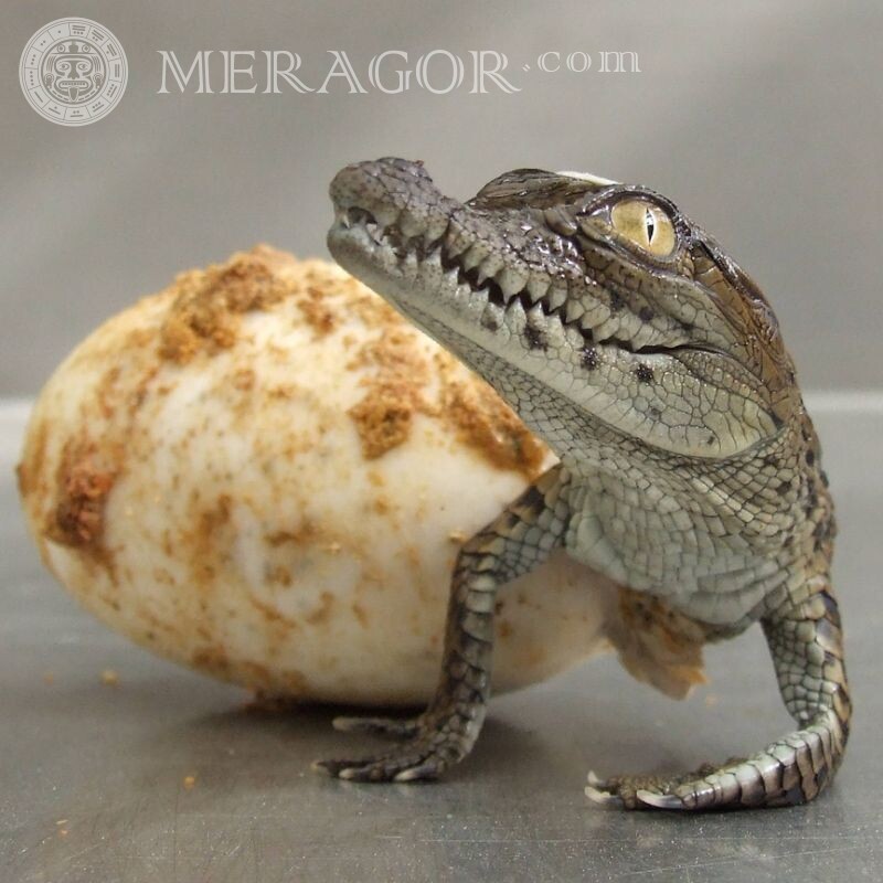 Imagen de cocodrilo recién nacido para avatar Cocodrilos