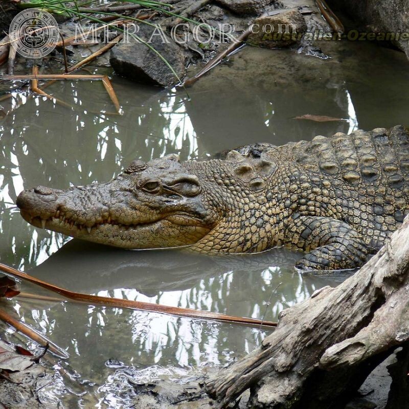 Big crocodile for icon Crocodiles