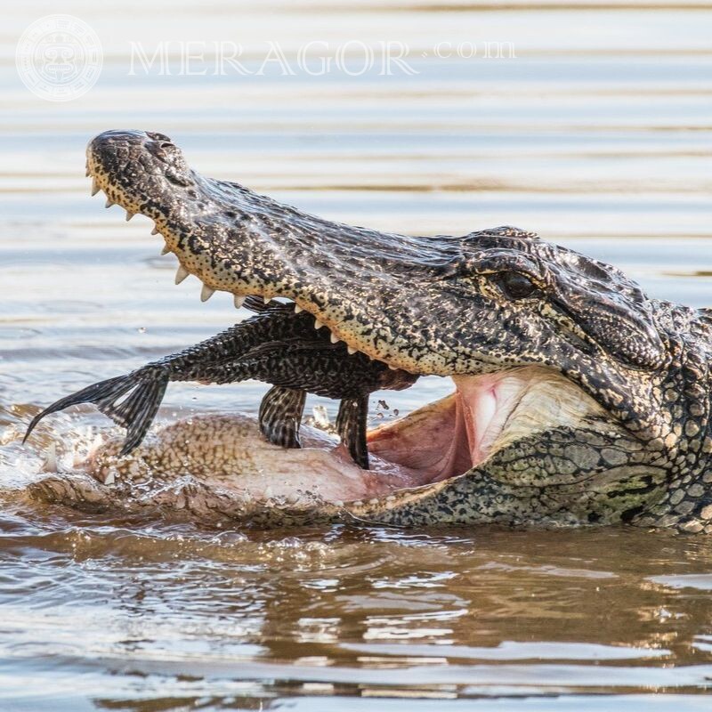 Крокодил ест, фото на аватар Крокодилы