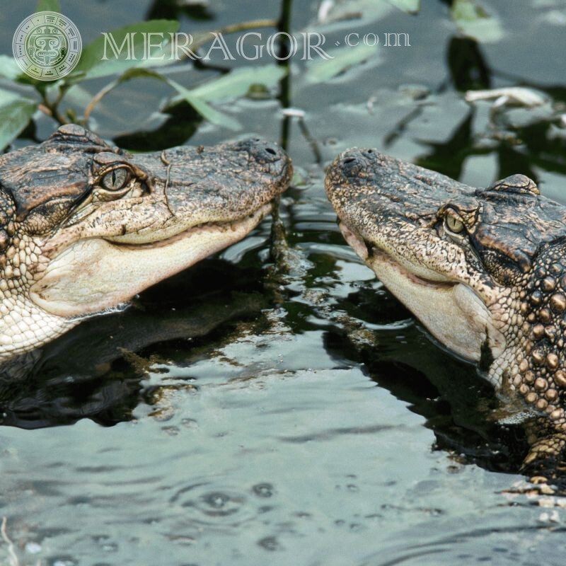 Foto mit zwei Krokodilen auf Avatar Krokodile