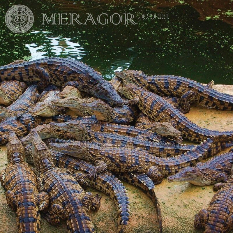 Много крокодилов фото на аву Крокодилы