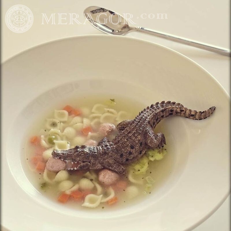 Avatar de cocodrilo divertido en un plato de sopa de cocodrilo Cocodrilos