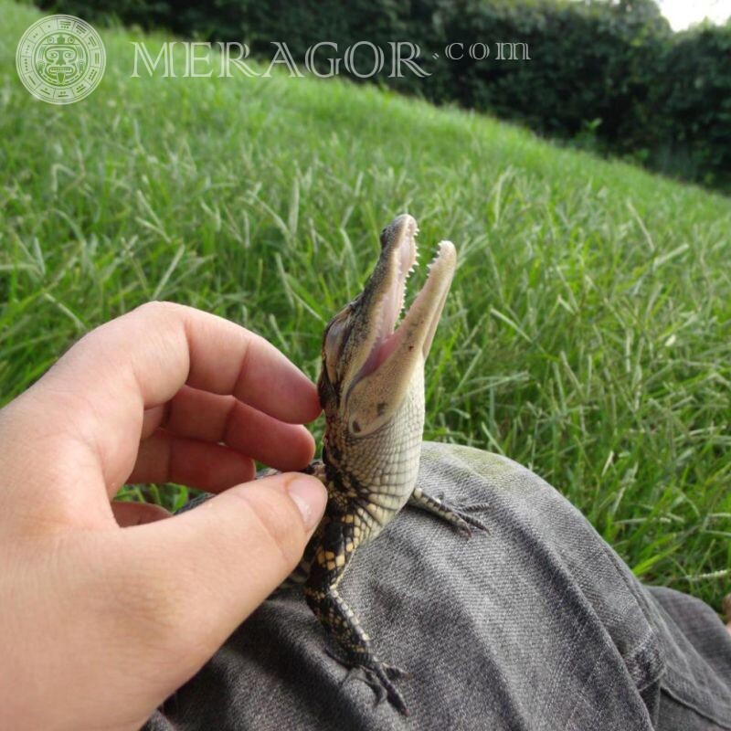 Маленький крокодил красивое фото на аву Крокодилы