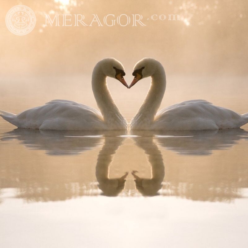 Cisnes em um avatar sobre o amor O amor
